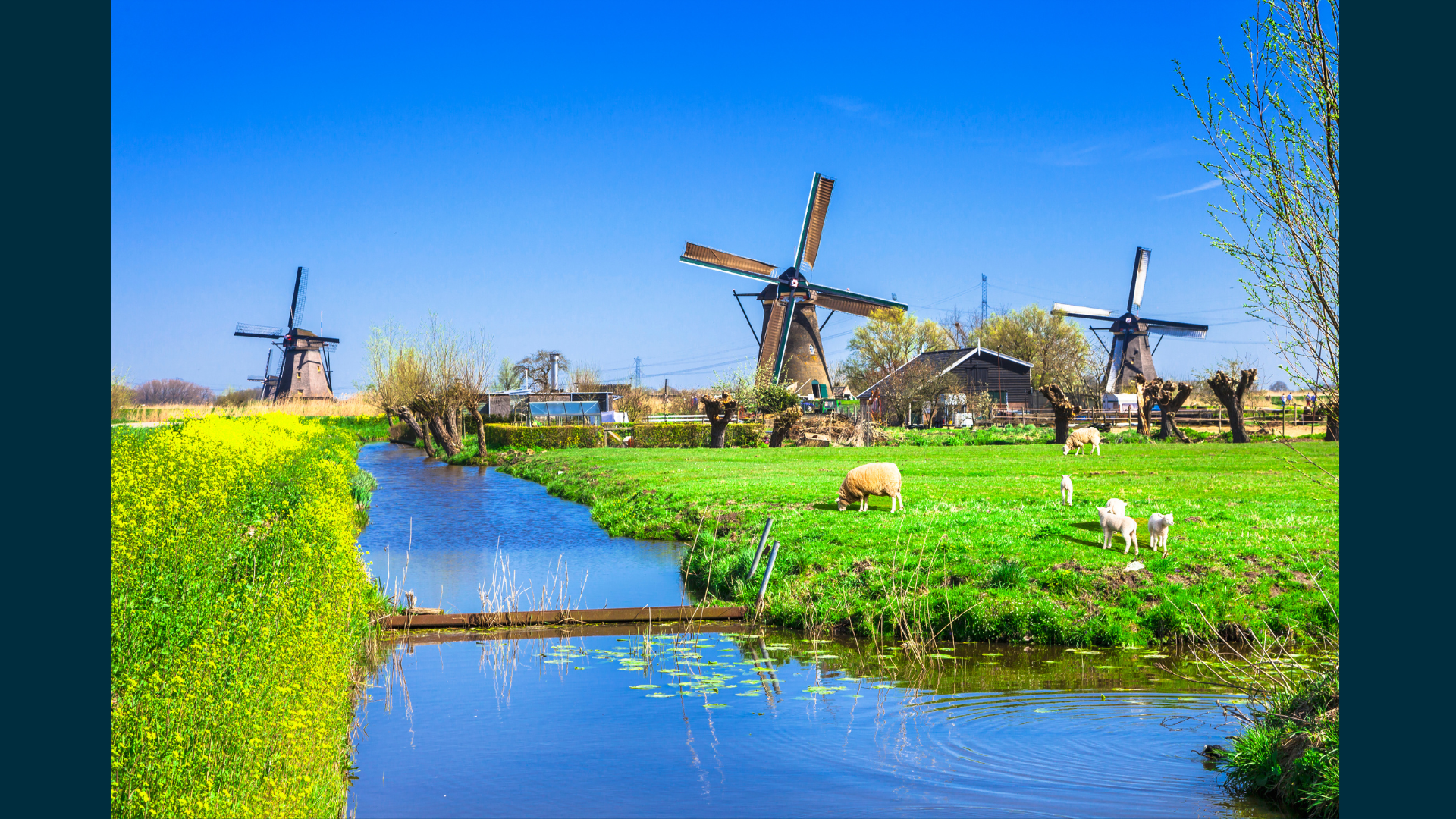 Platteland, molen, schapen, water